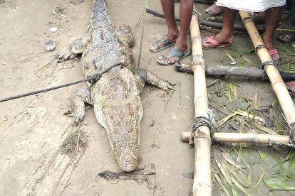 Uttar Pradesh. Los aldeanos aparecen junto a la víctima del secuestro, un cocodrilo de dos metros, encontrado en un estanque tras las inundaciones del monzón.