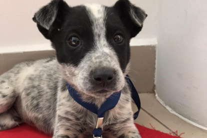 La mascota acompaña desde agosto a los operadores de la empresa de Agua de Quito en sus turnos diarios.