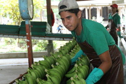 El banano orgánico tendría una mayor acogida en mercados exigentes como el europeo.