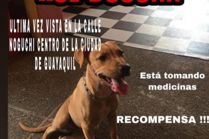 La cuenta #AlertaMePerdí comparte los casos de mascotas perdidas.