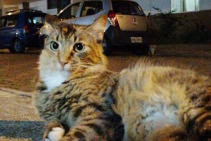 La fundación Rescate Animal publica en las redes los casos de mascotas perdidas.