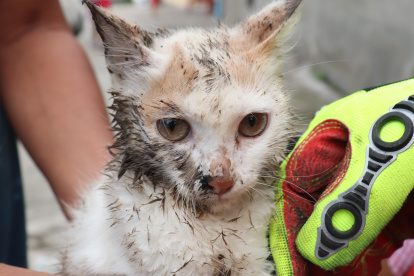 Russy al momento de ser ya rescatado.