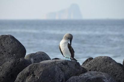 La propuesta es ampliar la Reserva hasta zonas pesqueras.