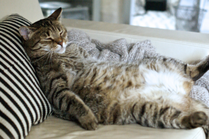 Los gatos suelen sumar kilogramos adicionales por la falta de actividad en su rutina diaria combinada con una alimentación muy calórica rica en energía.