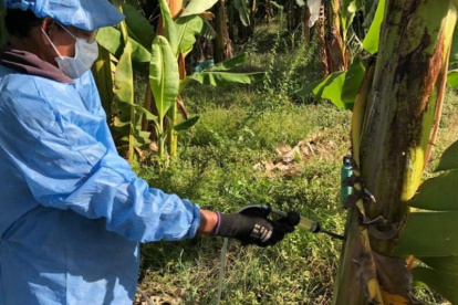 La prevención y el combate a hongos como el fusarium es sin tregua