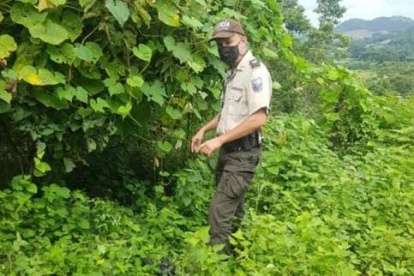 Un agente buscaba a los sospechosos de cazar animales silvestres entre la maleza.