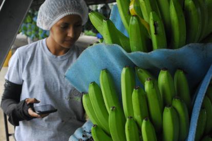 Los cobertores de racimos evitan que se dañe la calidad.