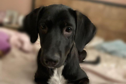 Los perros son atendidos en hogares temporales por el tiempo acordado con las fundaciones.