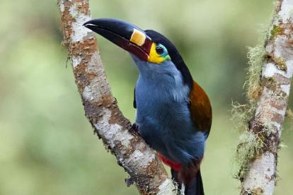 El tucán andino es un ave de bosques húmedos y zonas subtropicales.