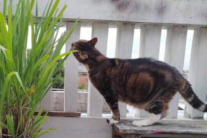 En casa. Los gatos suelen buscar plantas con aromas fuertes para ingerirlas. Algunas les afecta.