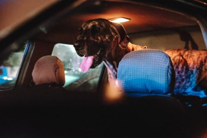 Los perros quedaron a cargo de las autoridades tras la detención del sujeto.