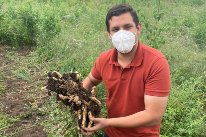 Hacienda. Luis Calzada,  ingeniero agrónomo, muestra el jengibre que cosecha en la provincia de Los Ríos.