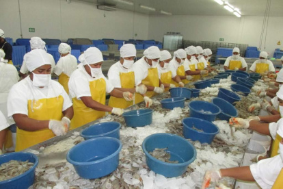 El camarón ecuatoriano