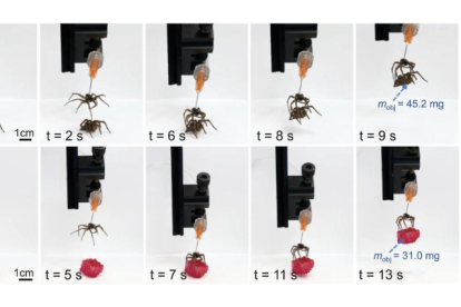 Captura del proceso.