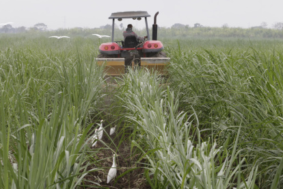 Labor.- Un agricultor trabaja en un cultivo de caña de azúcar.