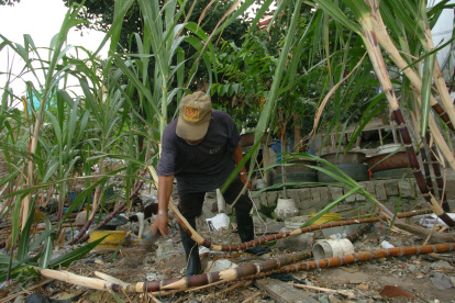 Labor.- El trabajo en un cultivo de caña de azúcar.