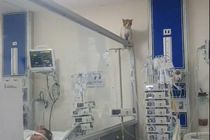 EL gato se sentó sobre la división de aluminio entre camas de la Unidad de Ciudados Intensivos.