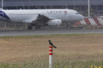 Aeropuerto. En la pista de aterrizaje se observan algunas clases de aves que merodean a lo largo del sitio.