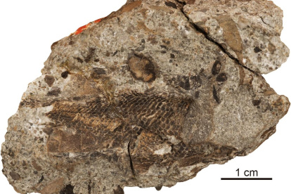 Cráneo y cintura escapular de Palaeoneiros clackorum.