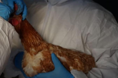 Acción.- Representantes del Ministerio de Agricultura detectan caso de gripe aviar.