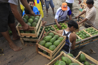 Comercio.- Uno de los productos agrícolas que más exporta Perú es el aguacate.