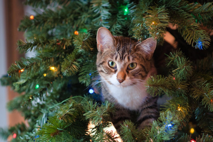 Tomar en cuenta. Cuando el gato se acerca al árbol es importante decirle no, retirarlo, pero en cualquier momento va a querer tocarlo con la pata.