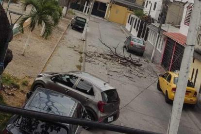 Las ramas caen y esto representa un peligro para la población.