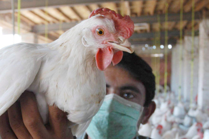 Granja.- Se mantiene el monitoreo de las aves.