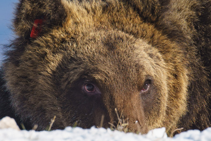 Imagen del oso Juan Carrito cedida por el Parque Nacional de Los Abruzos.