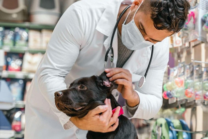 La atención veterinaria y desparasitación no tendrá costo.