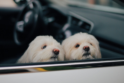 Más de 1 de cada 4 de encuestados que llevaban a su perro sin protección admiten que su mascota había asomado la cabeza por la ventana (26 por ciento).