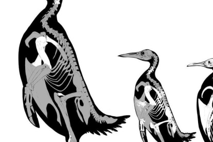 El equipo observó que las dos especies conservaban características primitivas, como huesos de aletas más delgados.