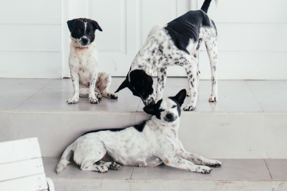 Cuándo. Es complejo predecir cuándo va a tener lugar el primer celo. Como dato previsto, entre los seis y los nueve meses de edad.