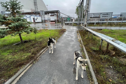 Perros de Chernóbil en el entorno de la Nueva Estructura de Confinamiento Segura, que se construyó para contener la radiactividad de la explosión del reactor cuatro.