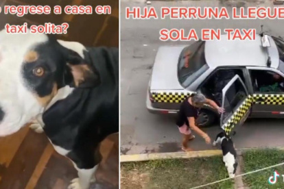 En tiktok se volvió viral la historia de esta perrita que había desaparecido, pero finalmente volvió a su hogar abordo de un taxi.