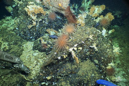 Fotografía cedida por la Fundación Charles Darwin de un inmenso, antiguo y prístino arrecife de coral en las profundidades de la reserva marina de las Islas Galápagos.
