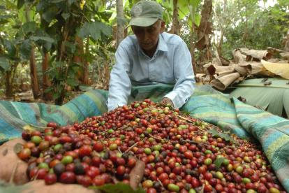 Cosecha. Un agricultor, en Ecuador, trabaja en la recolección de los granos de café en su hacienda.