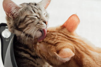 Muy aseados. A los gatos les encanta dormir y estar limpios. Desafortunadamente, la devoción al arreglo de estos felinos tiene un gran enemigo: las bolas de pelo.