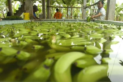 Hacienda.- La preparación del banano para ser exportado.