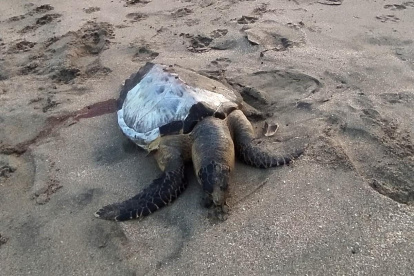 Situación. La muerte de tortugas se viene dando de manera reiterativa.