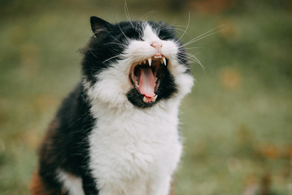 Situación. Las bolas de pelo en gatos son un problema muy común, teniendo en cuenta la obsesión de los mininos por mantenerse limpios.