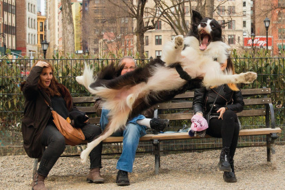 El fotógrafo urbano Chris Porsz, participa en los premios Comedy Pet Photo Awards 2023 con la intención también de encontrar a los dueños del perro que fotografío en un parque de Nueva York.