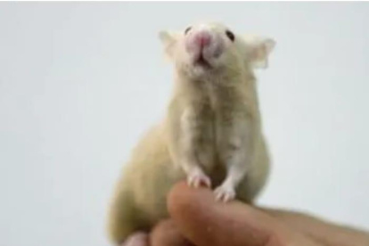 Estudio. Investigador observa una rata de laboratorio.