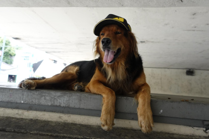 Tommy es un perro mestizo que llegó a Ecuador desde Venezuela.