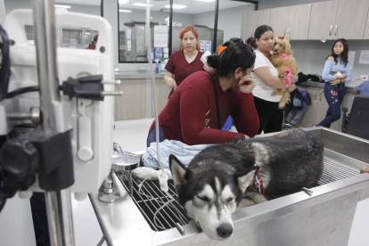 Hecho. Los animales atendidos en el Centro de Bienestar Animal, según afirma este ente, llegan a 300 al día. La mayoría llega por consultas, y otros para ser operados.