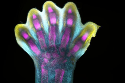 Investigación.- Patrón de expresión genética de una mano en formación. Crédito: Revista Nature