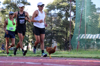 Marchistas ecuatorianos de élite como David Hurtado (c) y Jonathan Amores (d) tuvieron que competir hace pocos días en el selectivo sorteando los gallos de pelea que habitan en la pista.