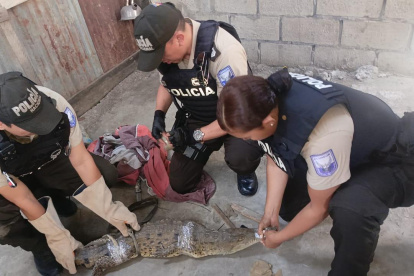 Especies. Entre los animales rescatados hay cocodrilos, tigrillos, etc.