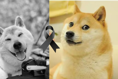 Kabosu se convirtió en uno de los animales más famosos de internet en 2010