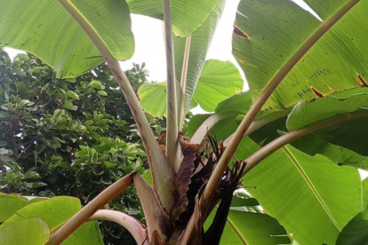 Cerca de 2.400 hectáreas de cultivos estarían infectadas en Los Ríos.